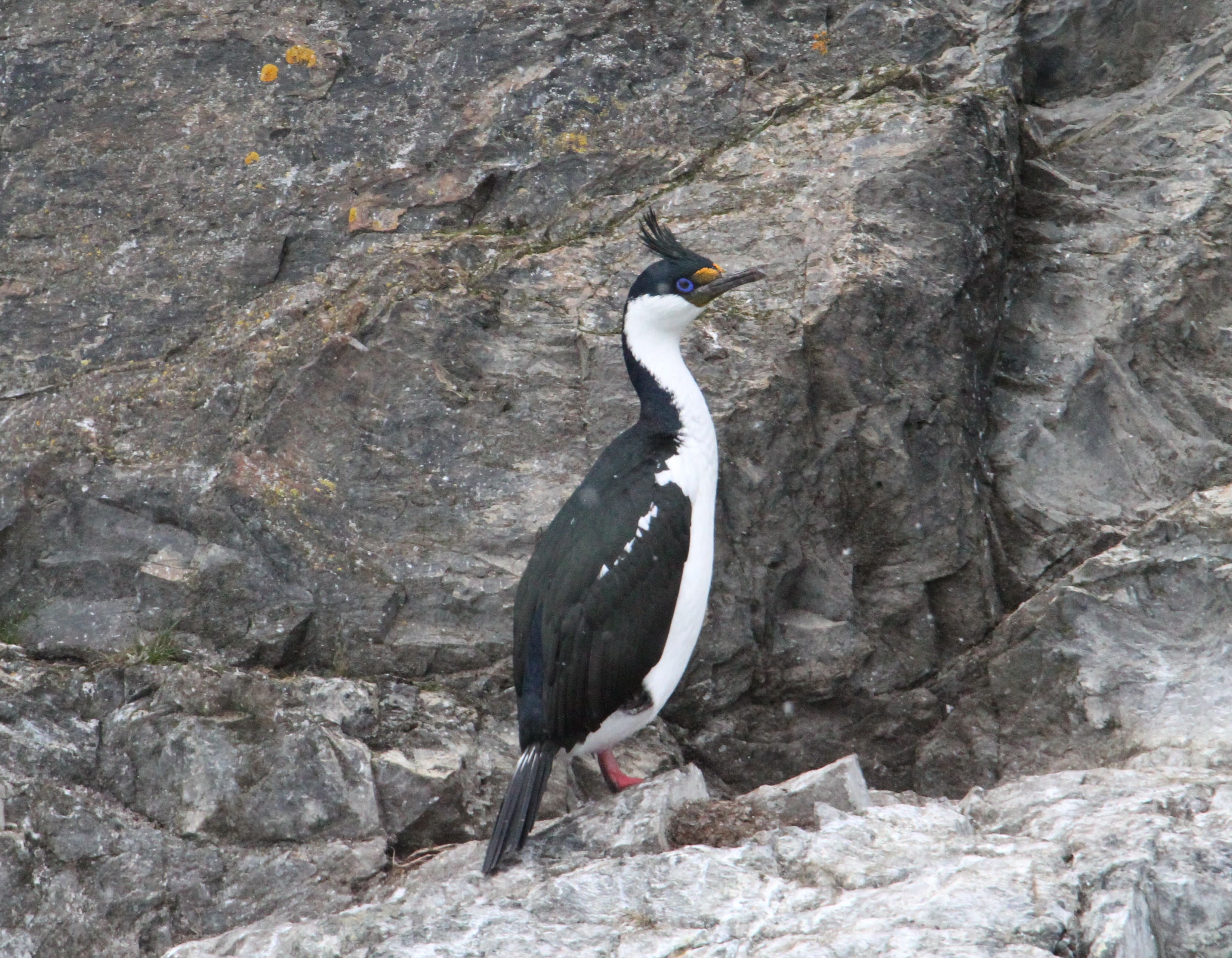 Bernardo O'higgins - 1