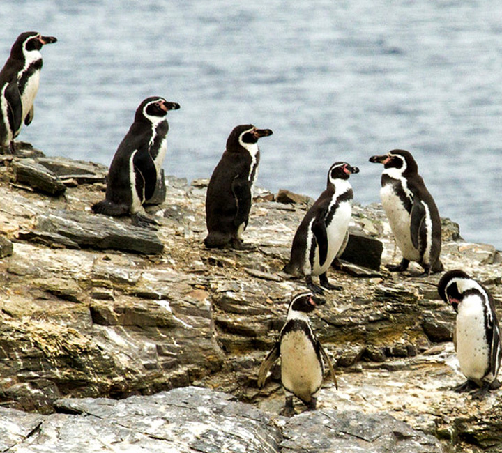 Pinguino de Humboldt - 0