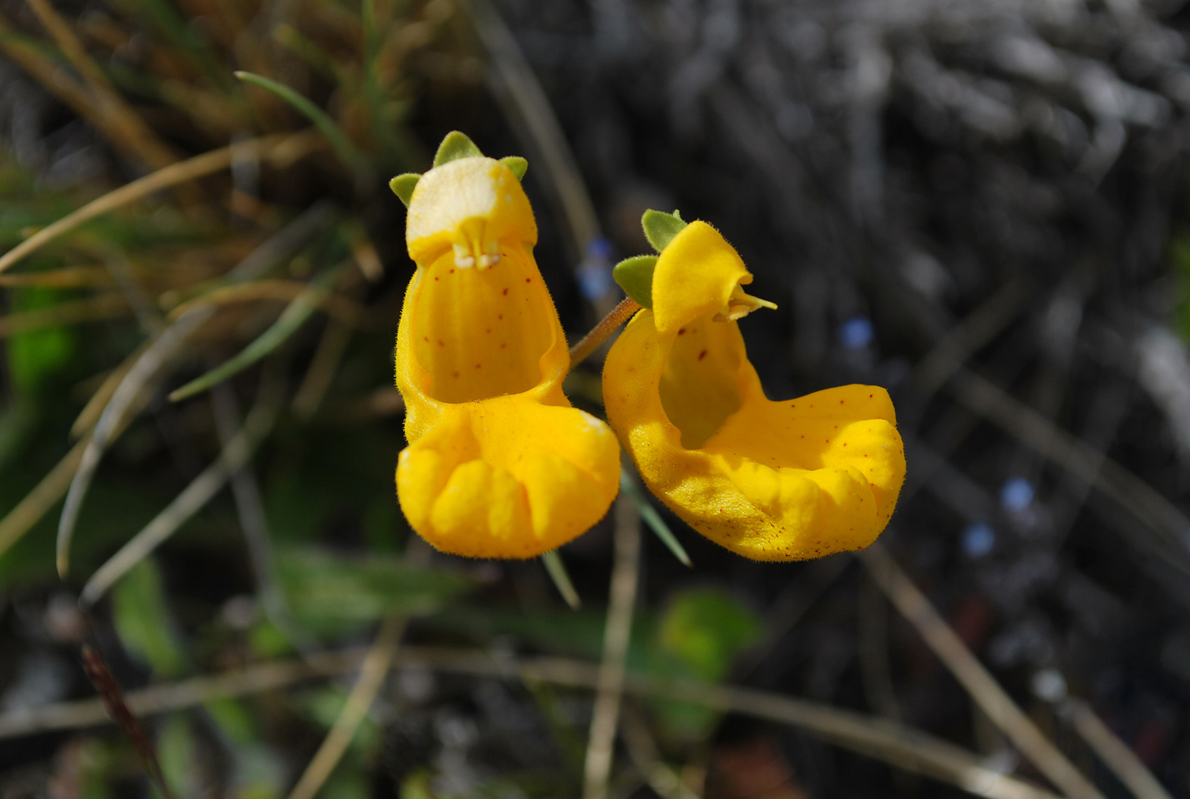 Torres del Paine - Sendero Base Torres - 2