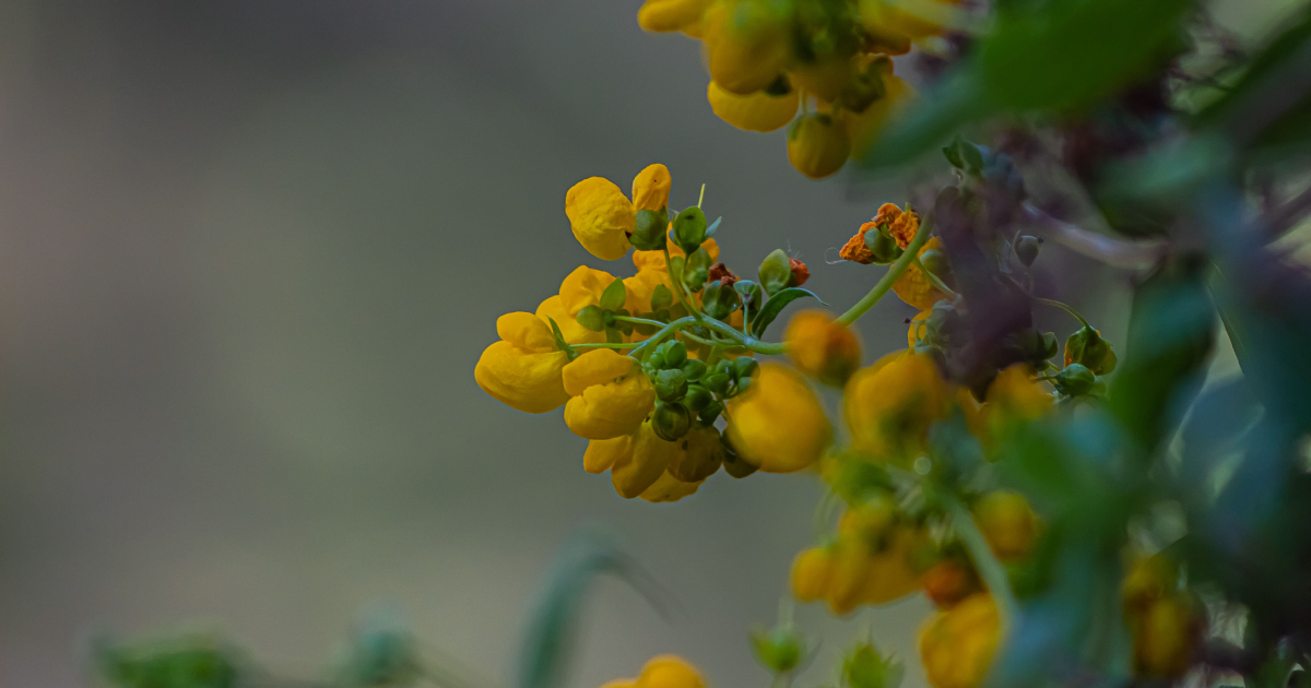 Huemules de Niblinto - 1
