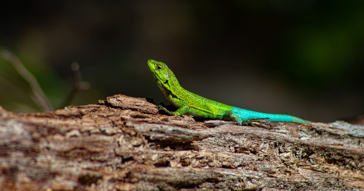 Huemules de Niblinto - 4